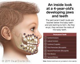 jaw and teeth