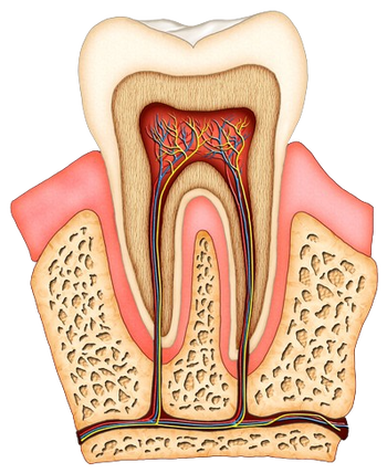 colored illustration of interior of molar tooth showing roots, tissue, nerves and root canal Baytown, TX dentist