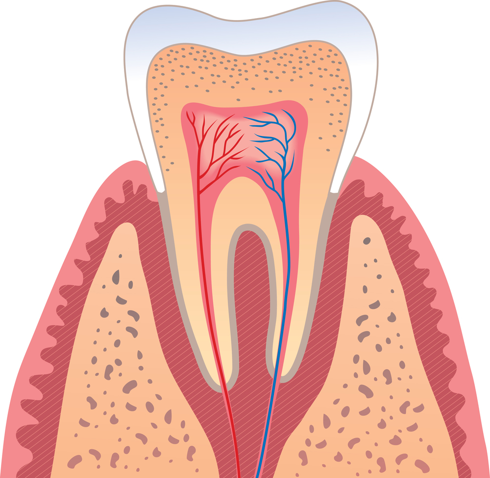 colored illustration of interior of molar tooth showing tooth roots, nerves, and root canal Windsor Locks family dentistry