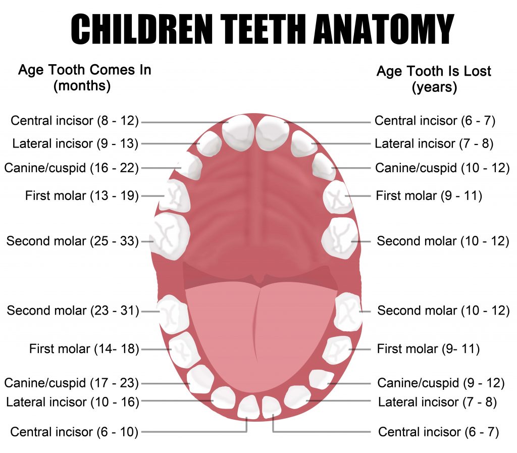 child-dental-care-1024x897.jpg